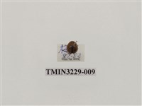 藏品(纖麗瓢蟲)的圖片